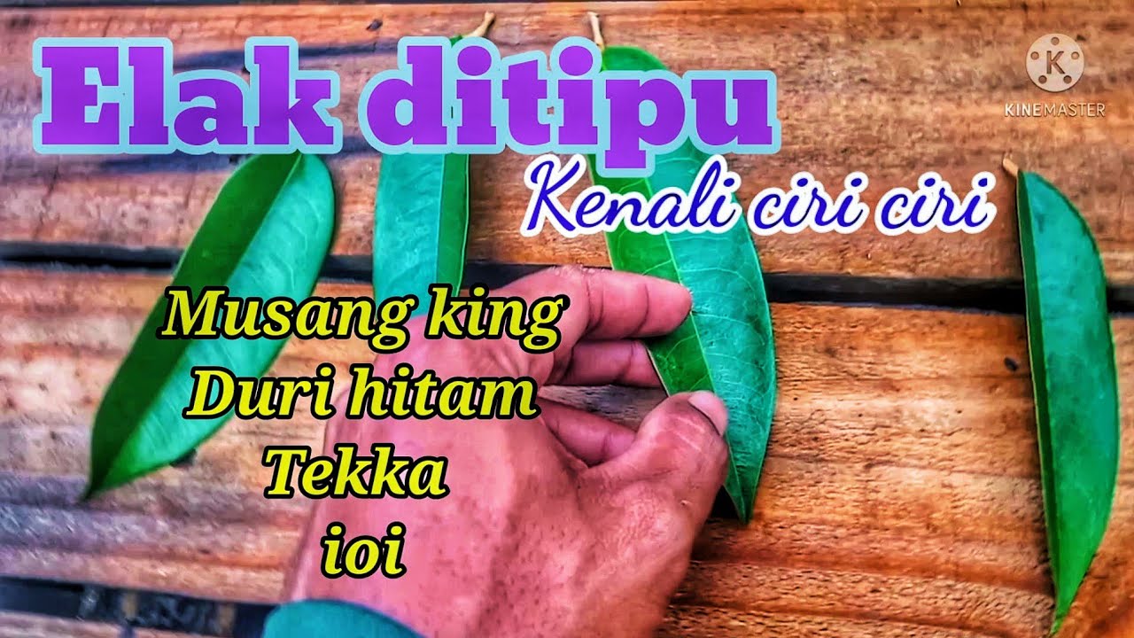 Menganal perbedaan baka durian terpilih musang king, duri hitam, ioi, dan tekka