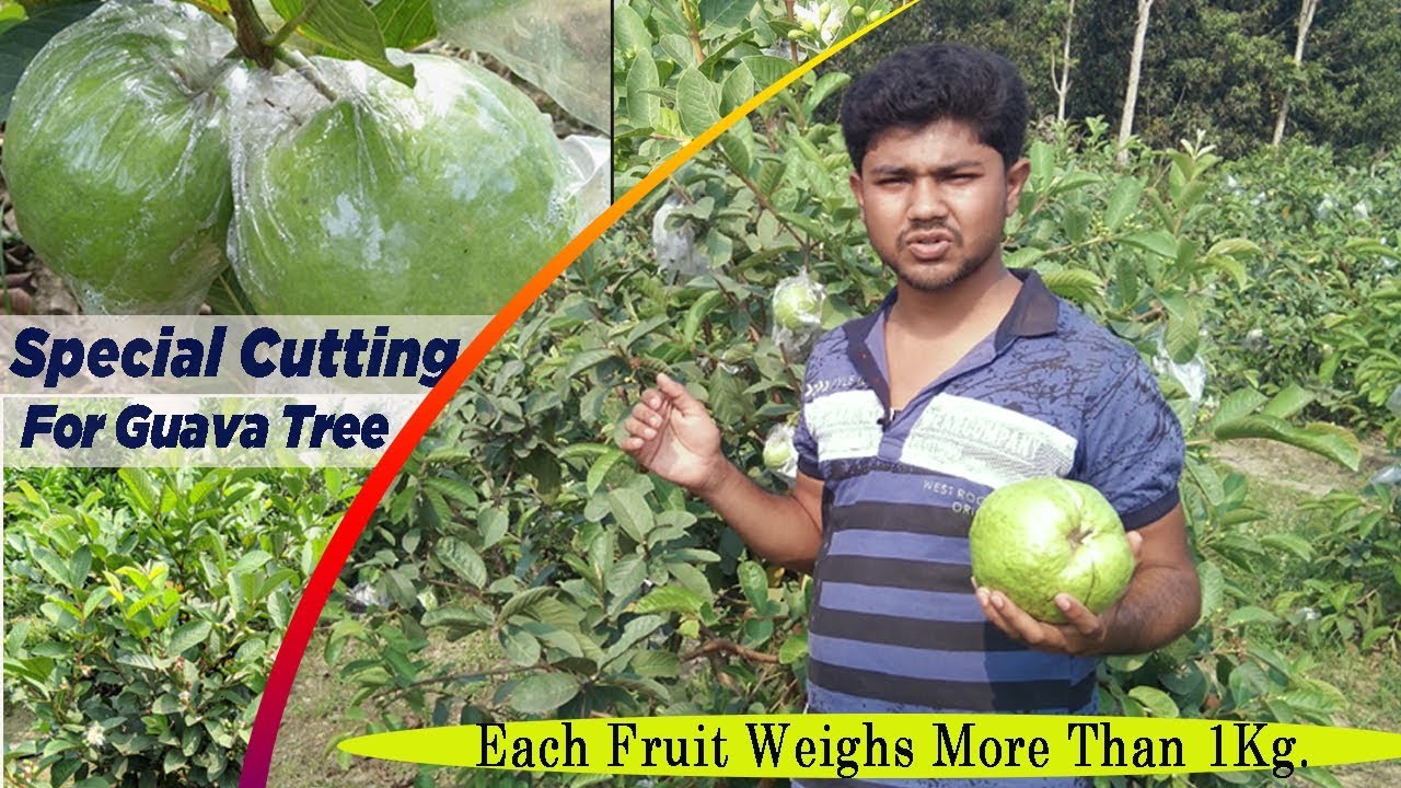 Special Pruning/Cutting of Guava Plant | Get Big Size Fruits & High Yielding