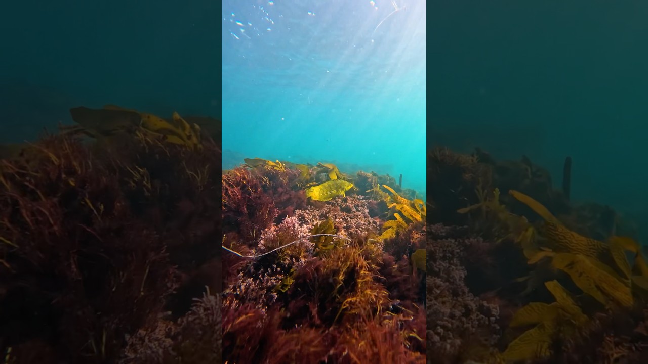 Beautiful Giant Kelp Fish I spotted while diving in the shallows 