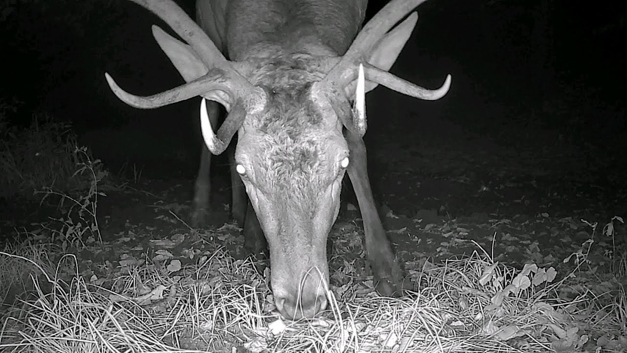 Wildlife Compilation WK 35: Deer, Boar, Fox, Martens & More | Beskidy Mountains, Poland