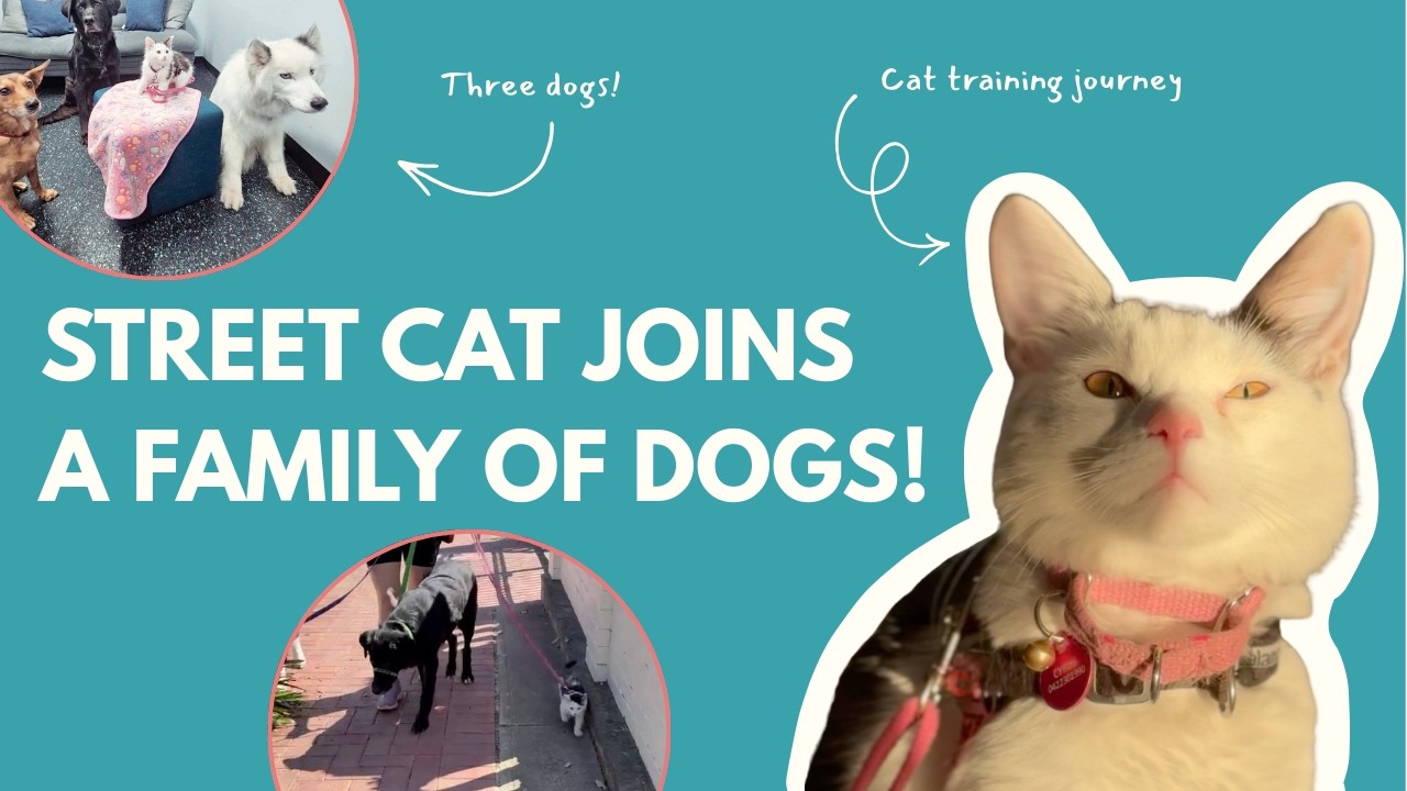 Stray Cat finds a new home with dogs!