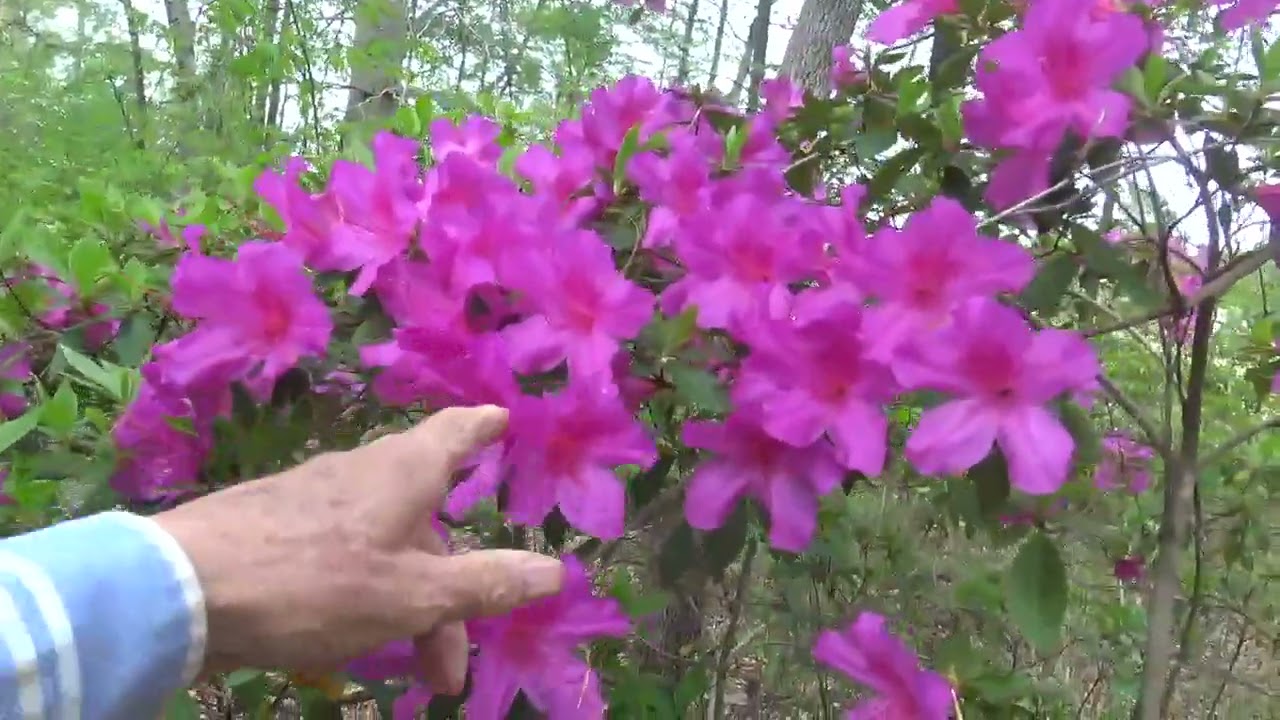 FLOWER TOUR - SHOWING YOU SOME OF OUR FLOWERS (OAG)