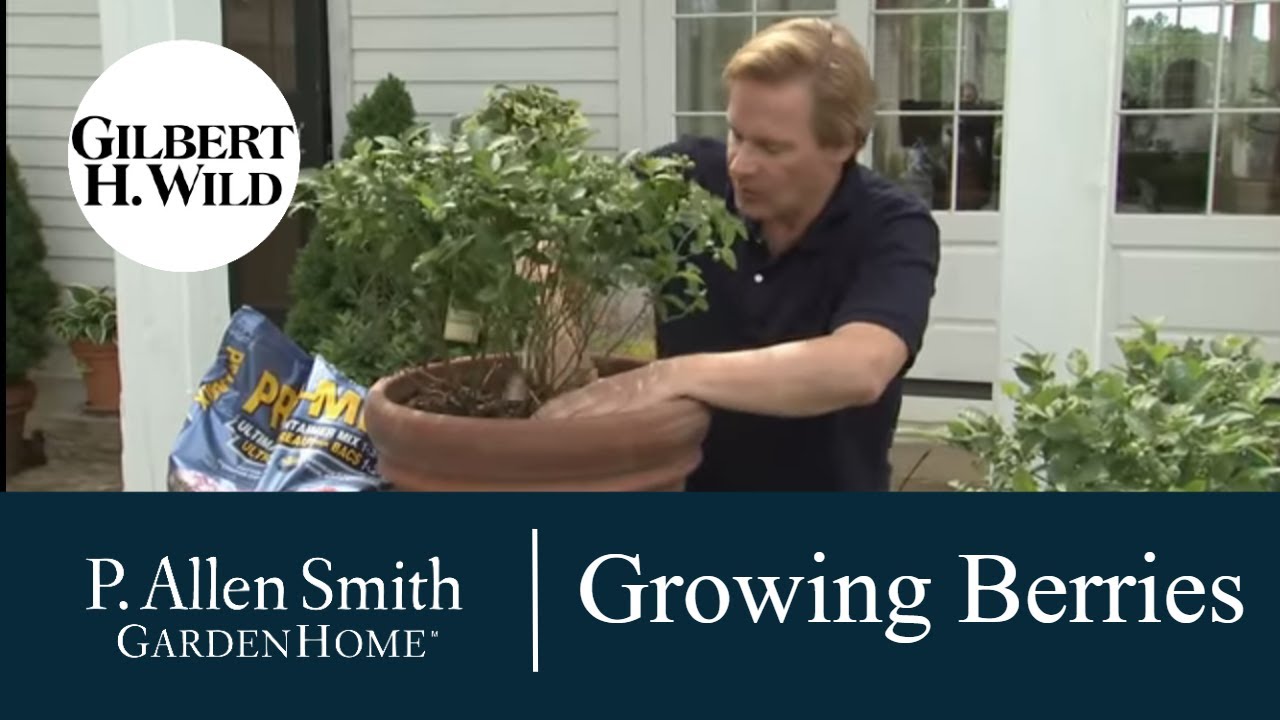 Tips for Growing Berries |Garden Home (1110)