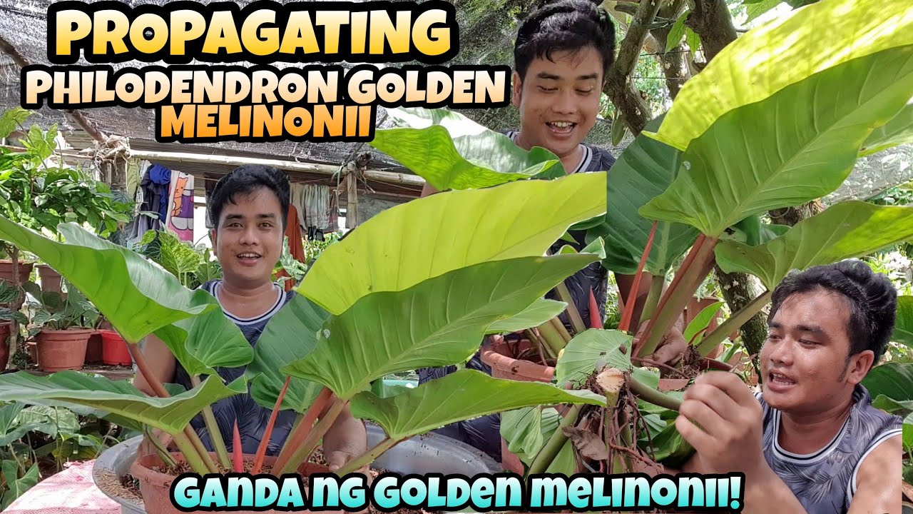 PROPAGATING PHILODENDRON GOLDEN MELINONII | NAMISS KO GUMAWA NG PROPAGATION VIDEO! | MARK LASACA