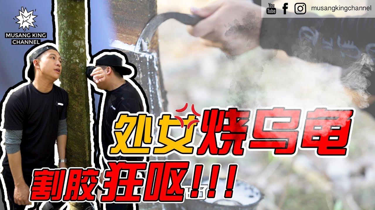 被绑到芙蓉 割胶割到呕!!!