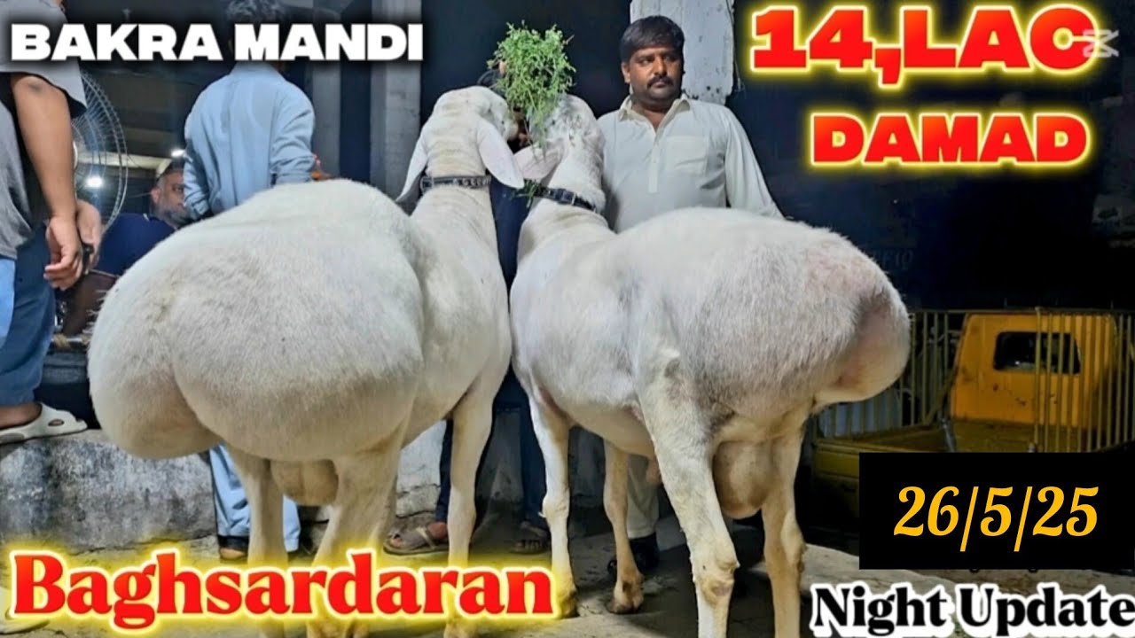Bagh Sardaran Mandi Latest Night Update - Qurbani 2025 -Rawalpindi Cow Mandi 2025 - Bakra Mandi 2025