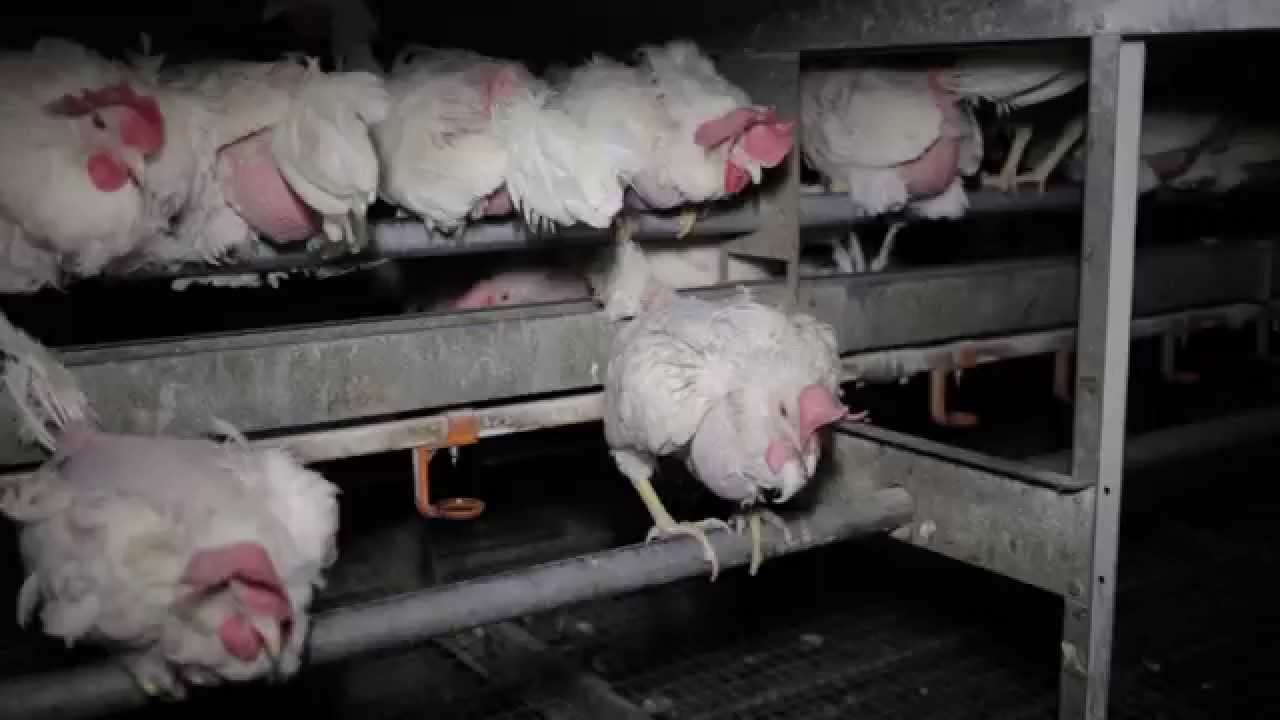 Auch Bio ist Tierqual - Animal Equality Recherche