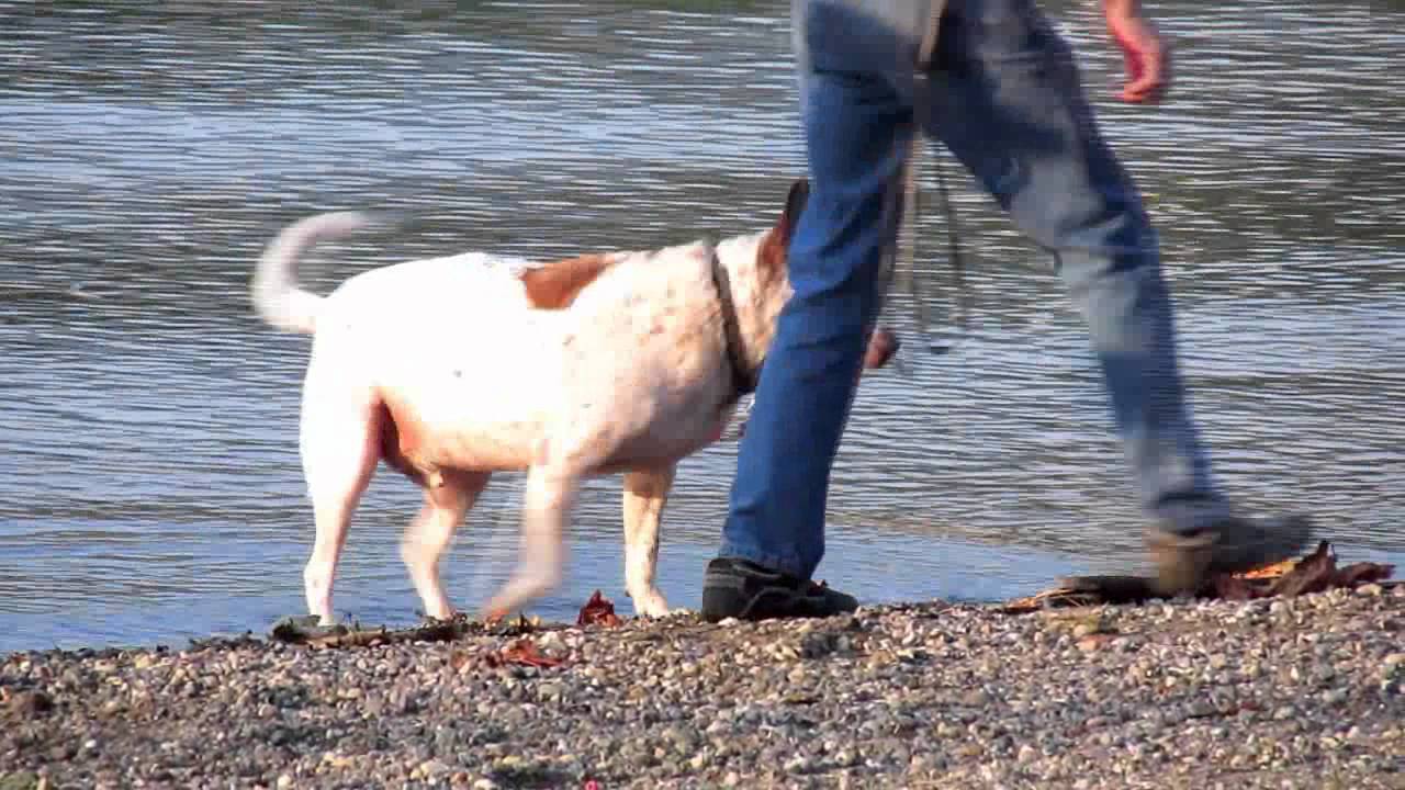 Canon Powershot SX40 HS: HD Video Zoom Test Footage