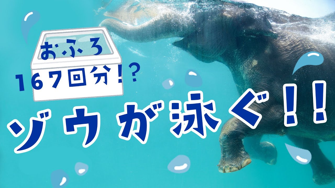 スイスイ～と泳ぐゾウに密着！！