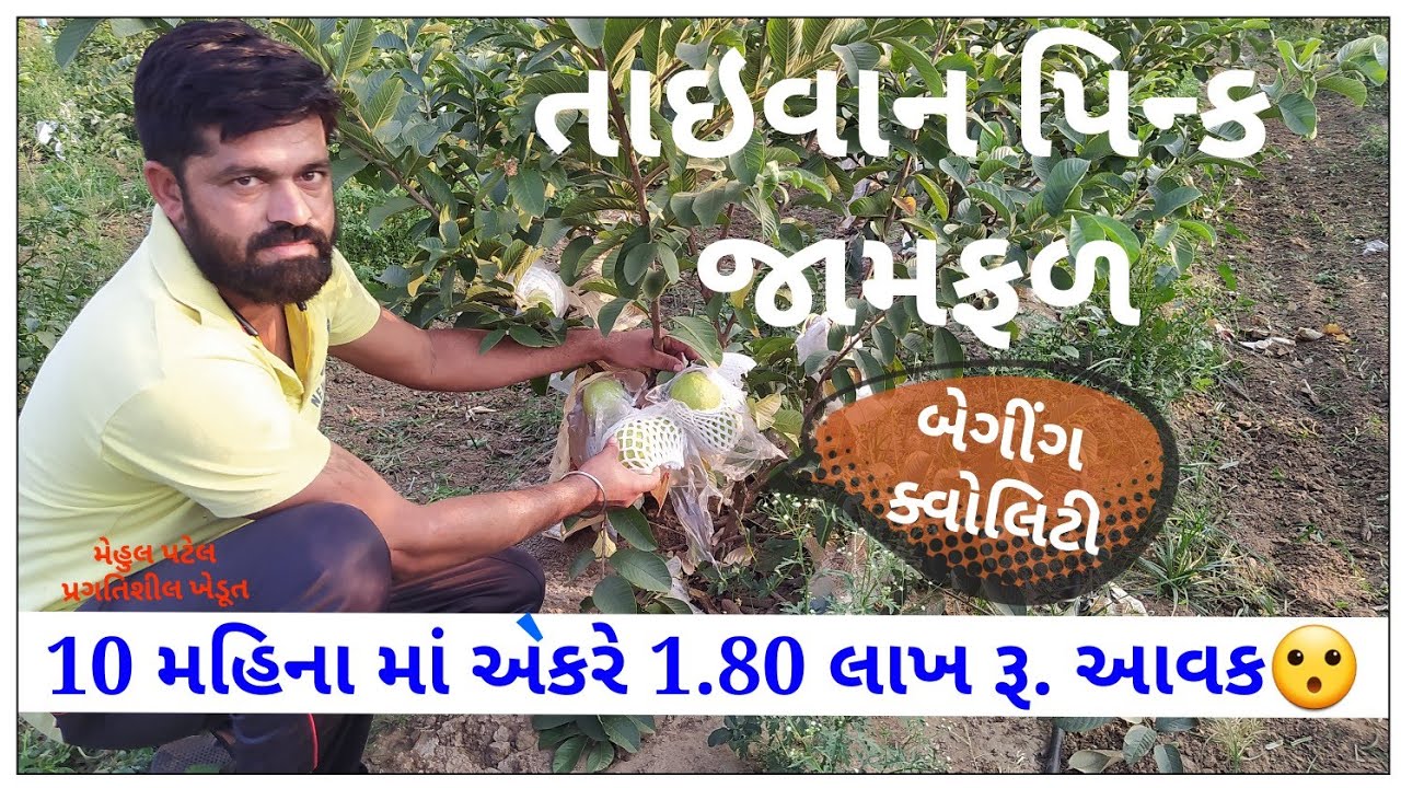 તાઇવાન પિન્ક જામફળ માં 10 મહિના માં આવક ,માહિતી || Taiwan pinck guva farming || रेड थाई अमरूद फसल