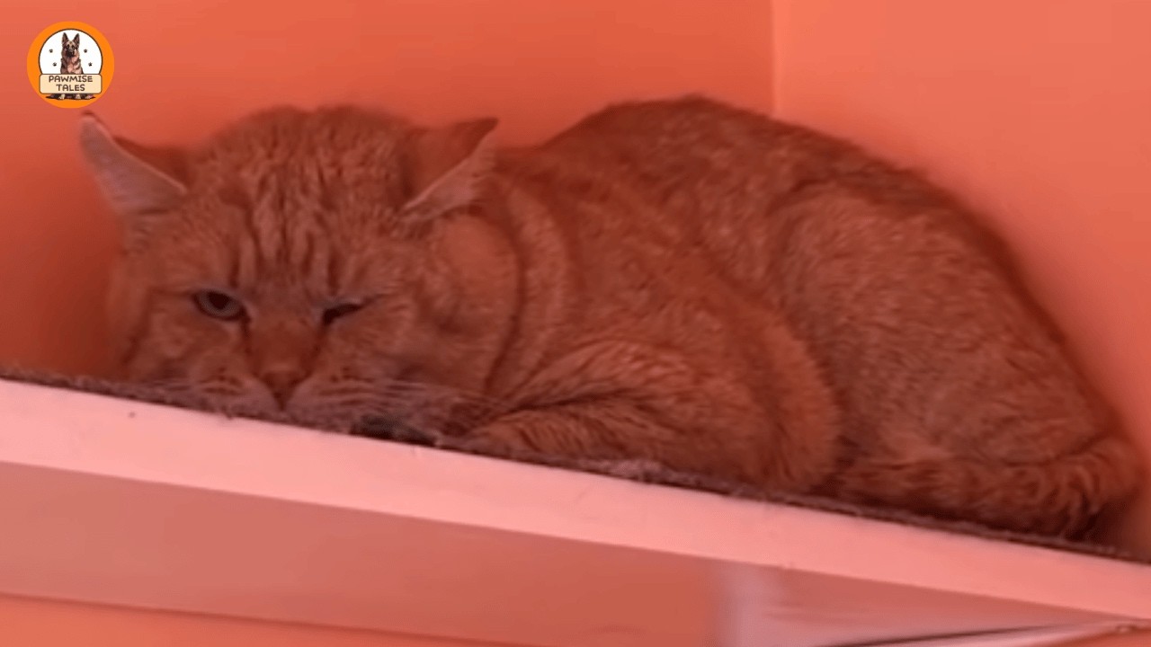 They Left This Cat Behind When They Moved…Then One Quiet Christmas Moment Changed Everything