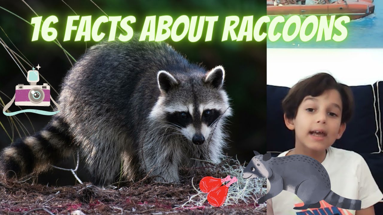 FACTS ABOUT RACCOONS - INTELLIGENT MAMMAL NATIVE TO NORTH AMERICA