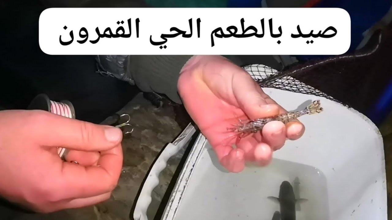 #صيد_السمك بالطعم الحي القمرون🐟💥🔥