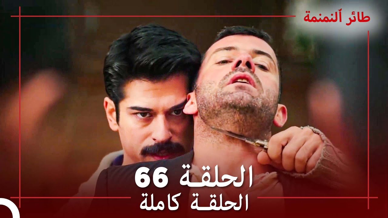 الحلقة  66 - طائر النمنمة