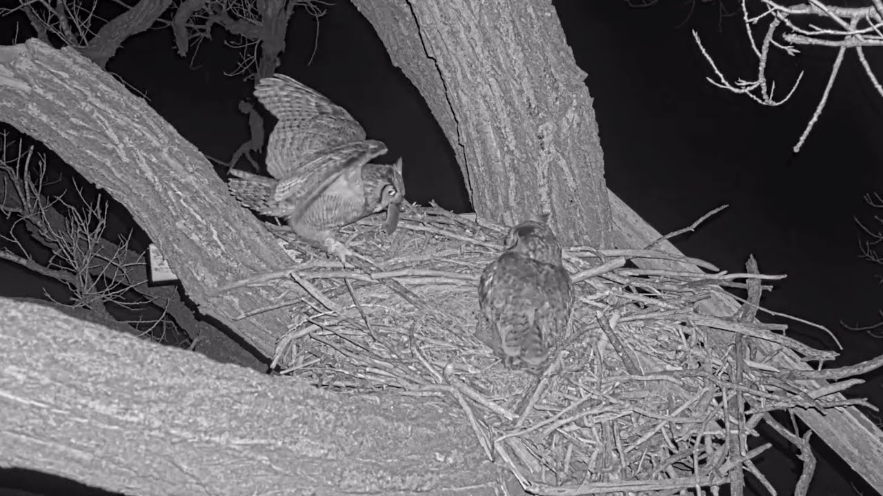 Bonnie & Clyde 3-13-25.  Bonnie Defends Her Clutch/Nest; Clyde's Deliveries. (Note in description.)