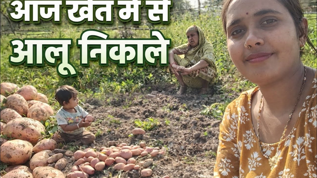 Aaj khet me se aalu nikale#dailyvlog 
