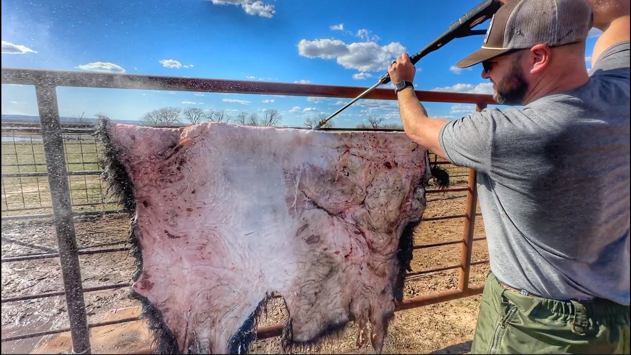 We Fleshed a Bison Hide With This!