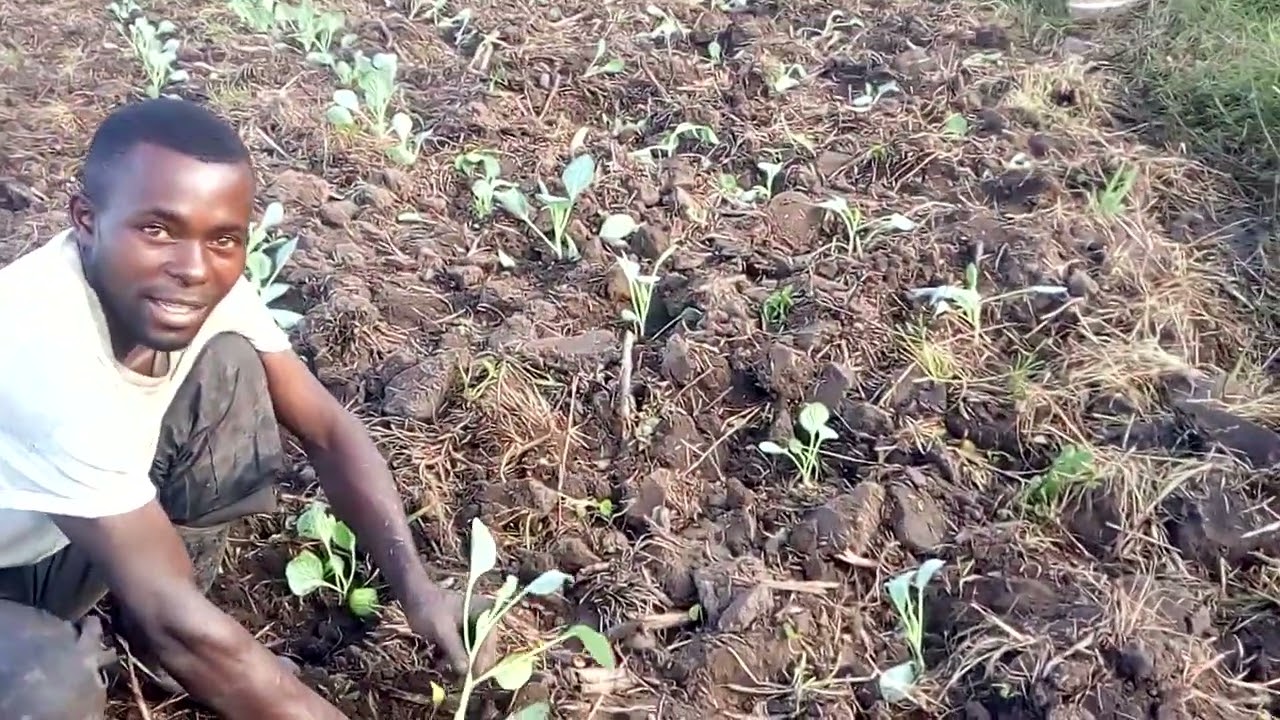 One of the methods of transplanting cabbages