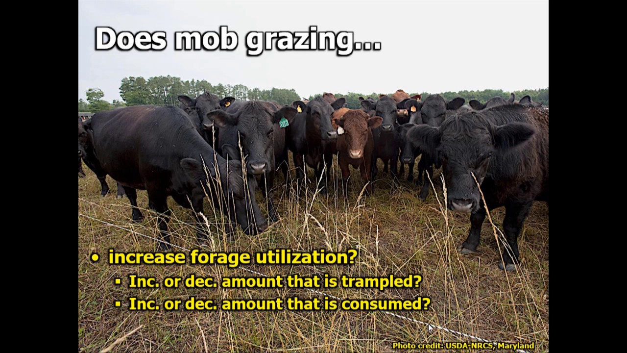 Mob Grazing: Facts, Fiction, and Questions