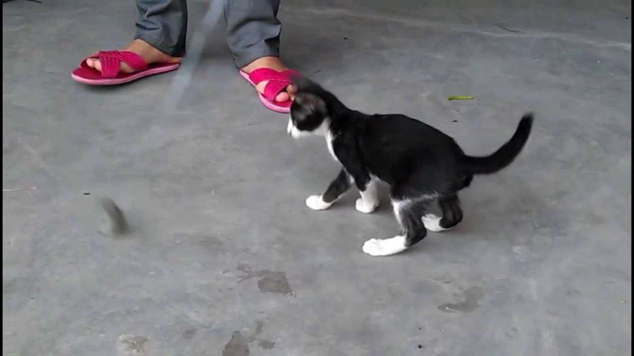 How To Train Cat To Catch Mice ?