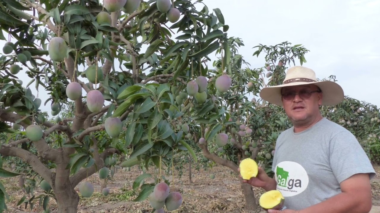 SEDIR: Producción de Mango en Moro
