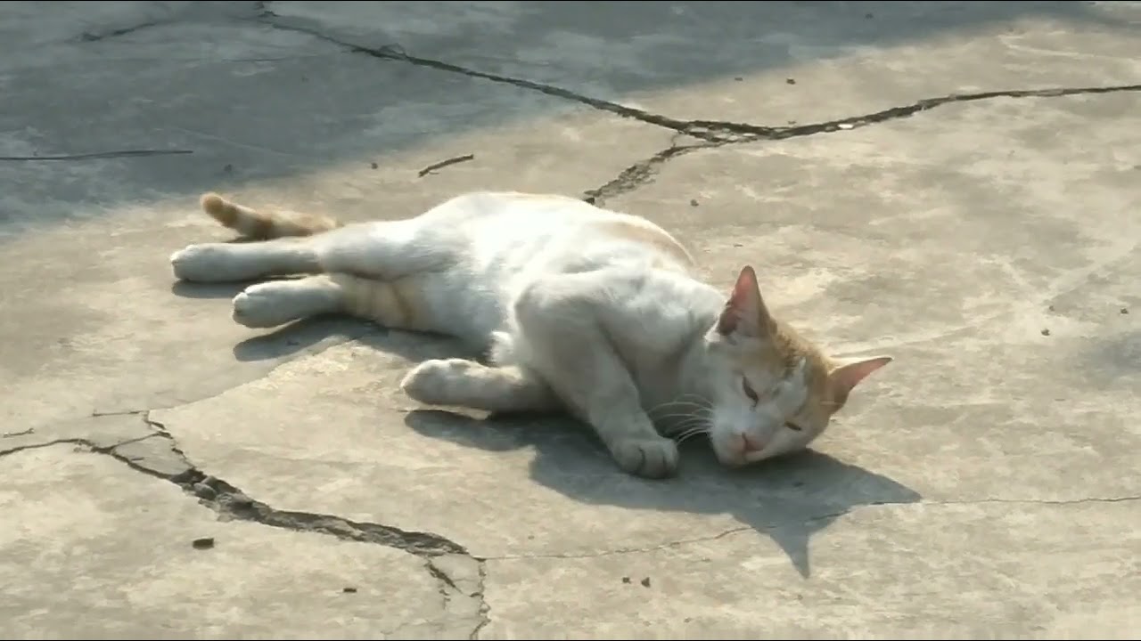 Cat Antics, Quick Reflexes, Attitude, Winter Spring Sun Relaxation