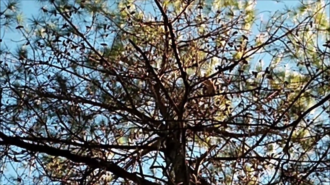 Red tail and Harris hawk hunting together.
