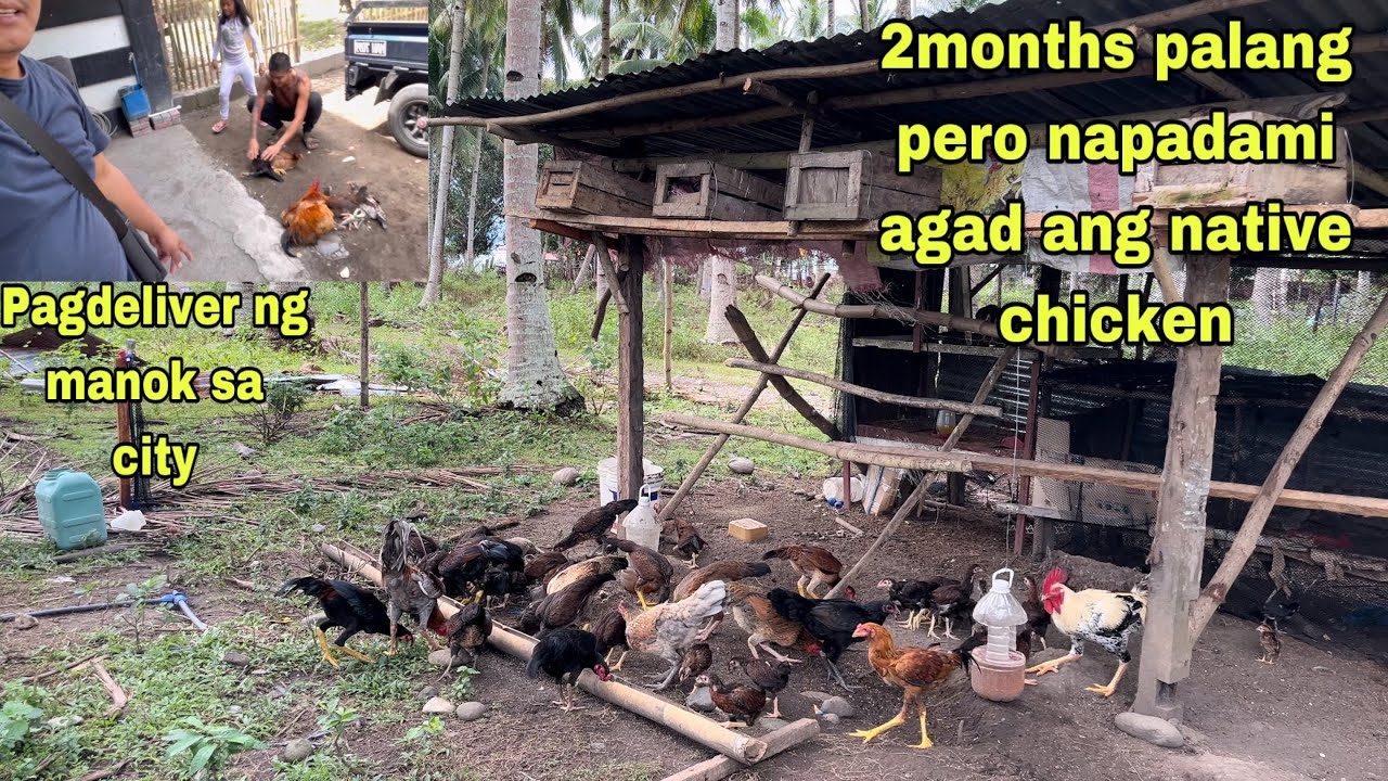 2MONTHS PALANG PERO NAPADAMI AGAD ANG NATIVE CHICKEN | NAKA 4K AGAD TAYO SA PAGDELIVER NG MANOK