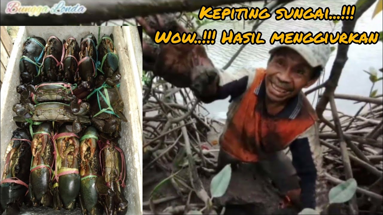 Berburu KEPITING BAKAU | pinggir sungai | hasil menggiurkan.