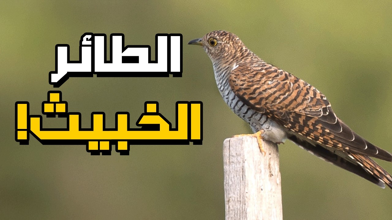 طائر الوقواق... لن تصدق ماذا يفعل هذا الطائر الخبيث !!