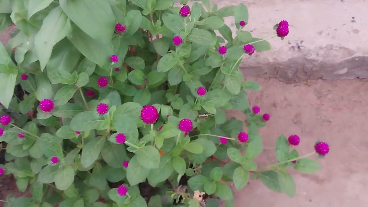 Minhas flores de janeiro 