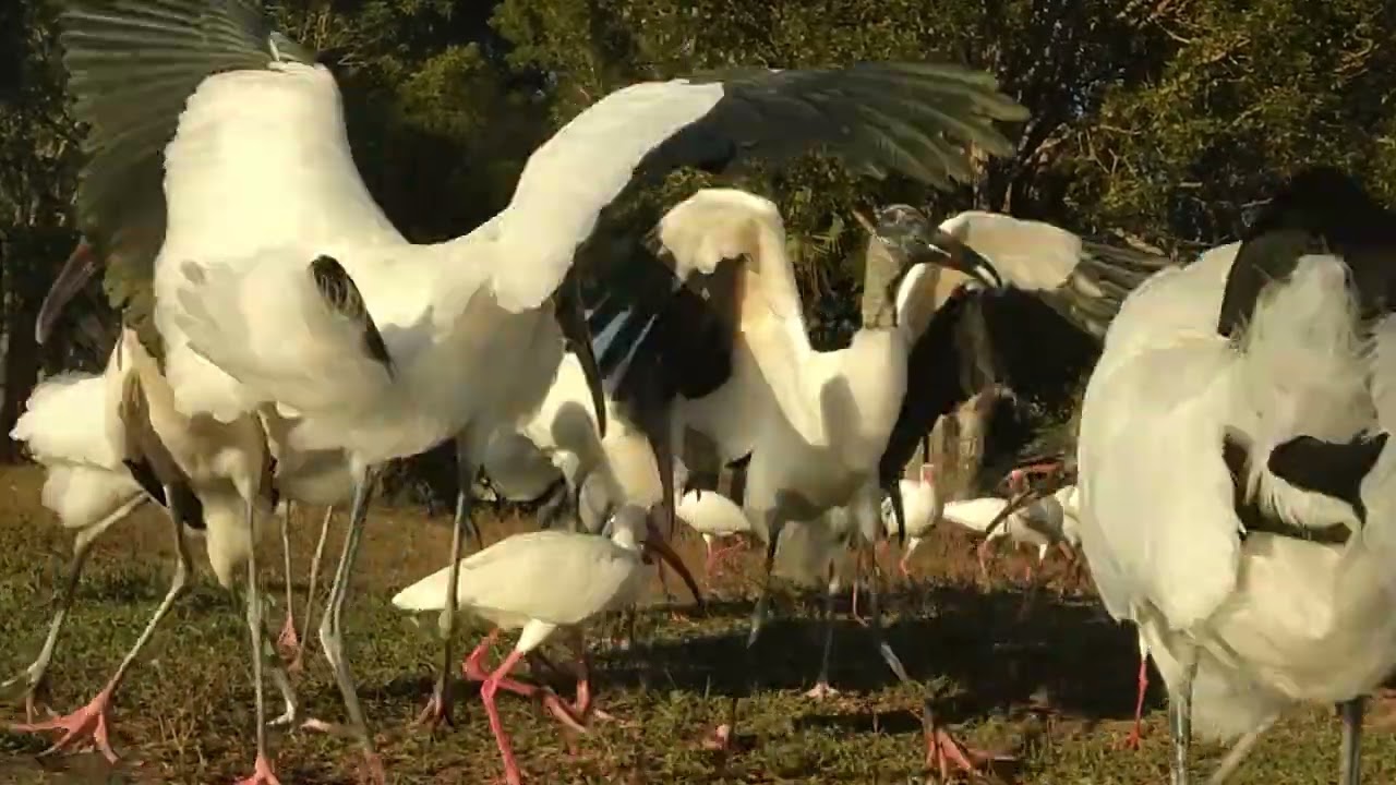 WoodStork Mating Season