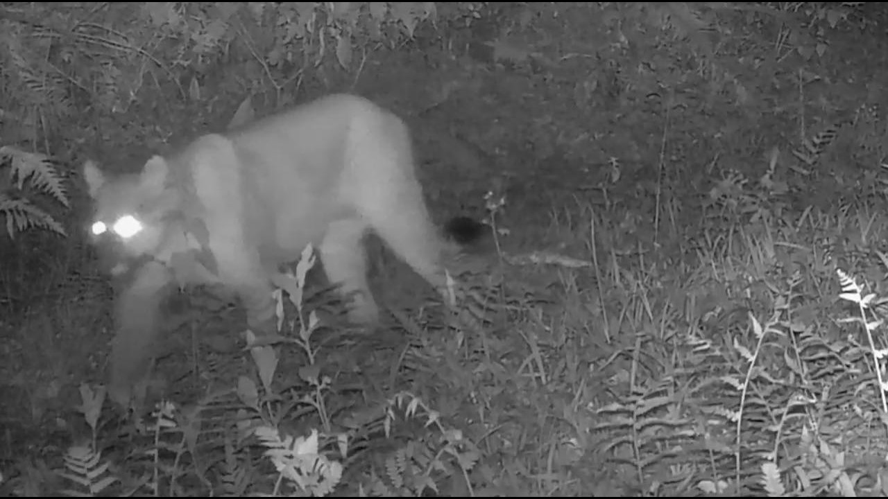 Puma concolor | Reserva Rio das Furnas
