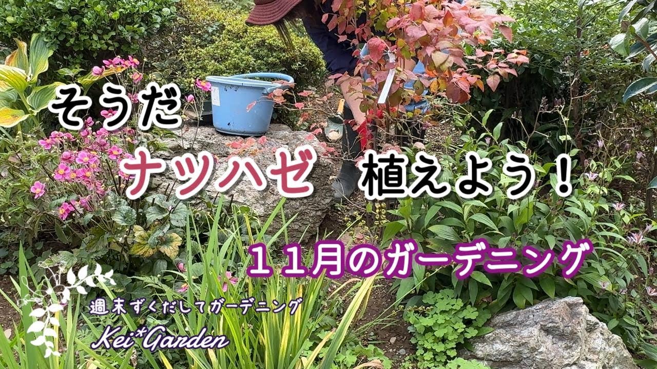 11月のガーデニング/実家の庭/宿根草株わけ/ナツハゼ植え付け/５０代/週末ガーデナー