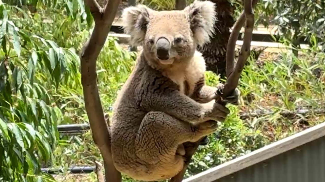 Searching for Love 🐨 | Koala Mating Behaviour