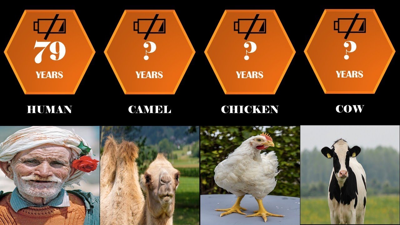 lifespan comparison:   the shortest and longest lifespans of animals