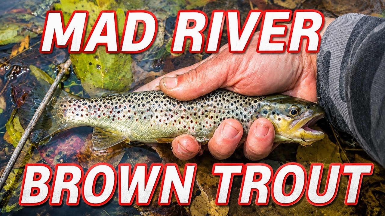 Ohio November Brown Trout Fishing (Mad River)