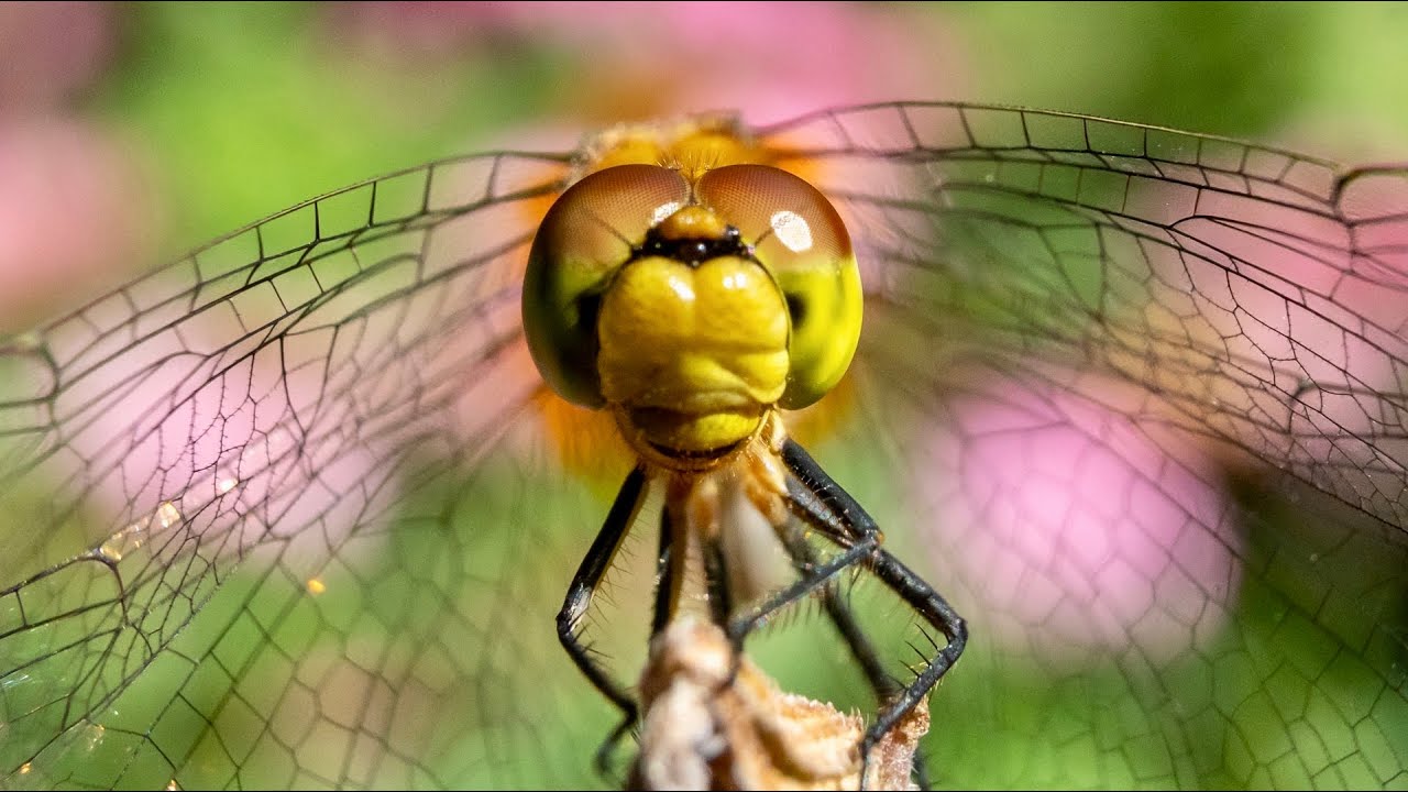 Close Up Macro Photography with Extension Tubes