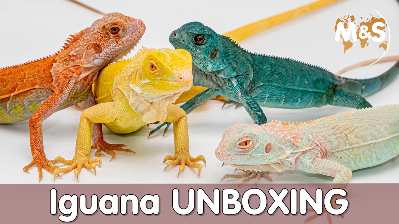 Iguana UNBOXING | Die neusten Farben aus Asien!