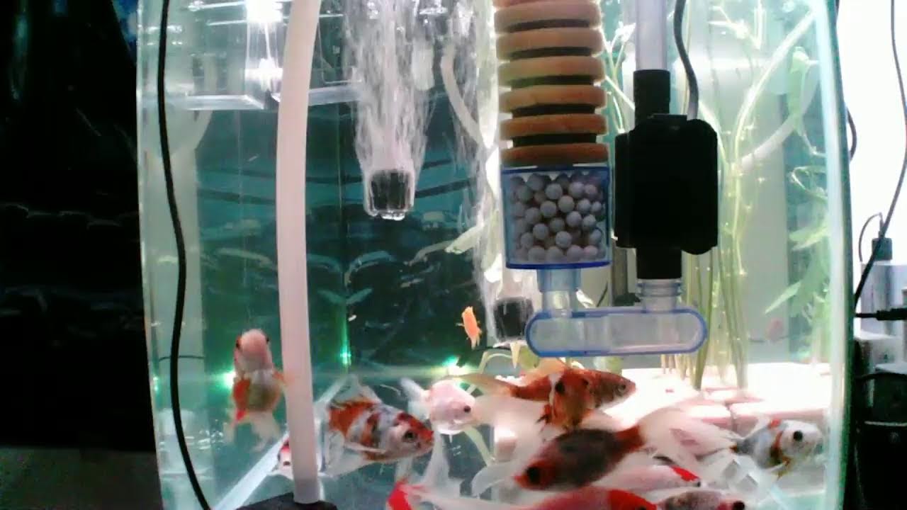 Watch My Gold Fish For Stress Alleviate...