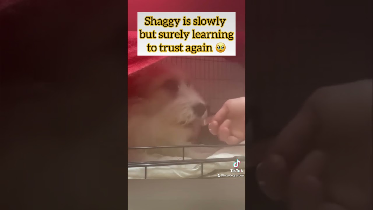 A rescued dog traumatised by Romanian kill shelters, learns to trust again.