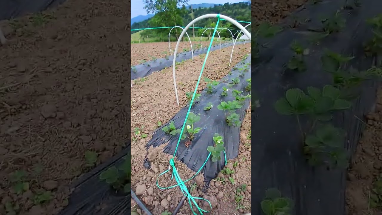 Microtunel o tunelillo, para fresas.
