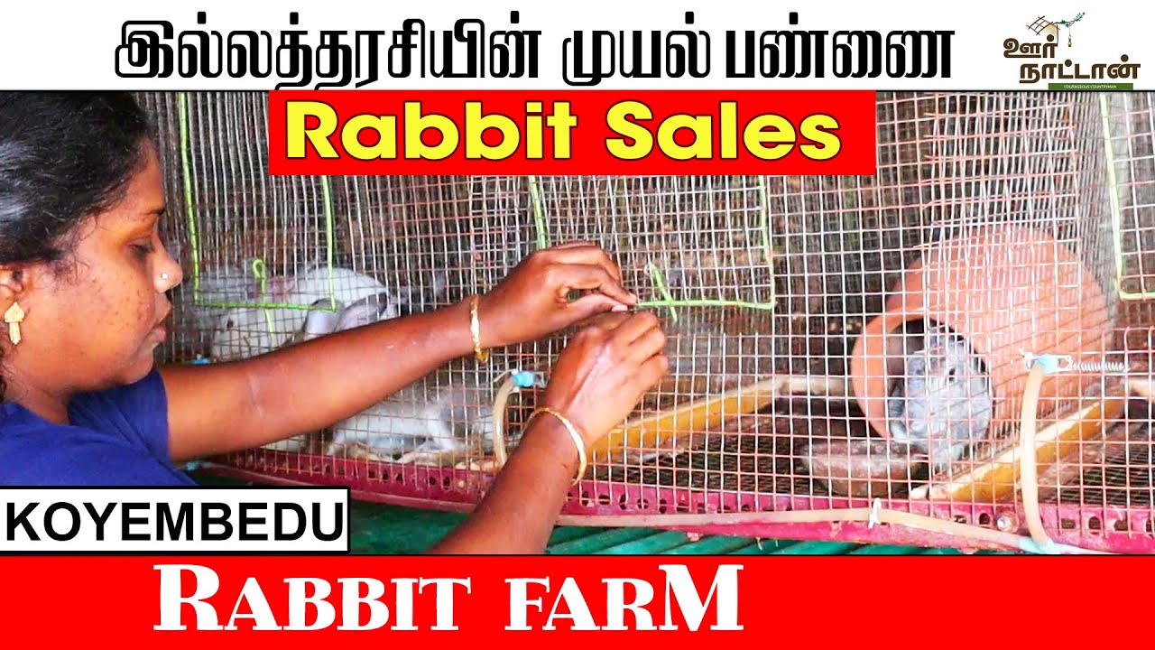 Rabbit Farm🐇🐰 in Chennai | முயல் பண்ணை | Oor naattan