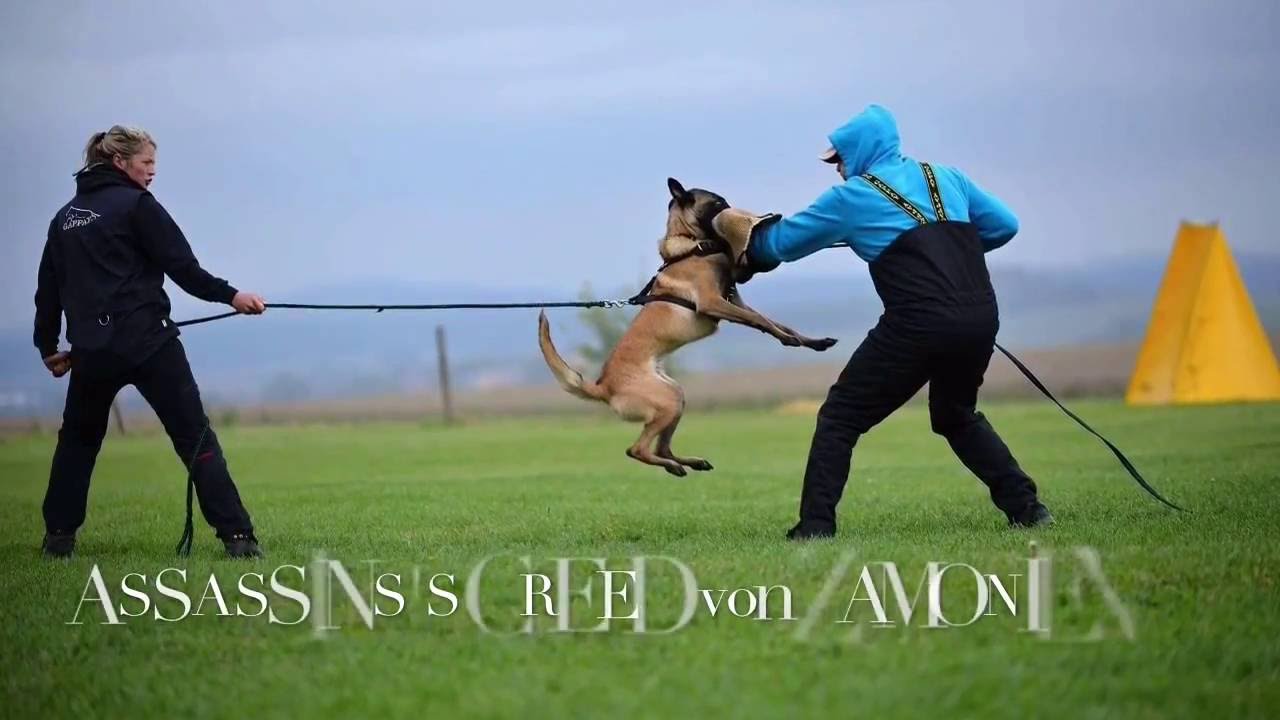 ASSASSINS'S CREED von ZAMONIEN 8 months - summer camp 2016