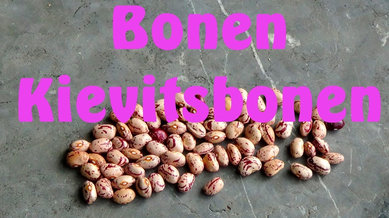 Bonen kweken, kievitsbonen