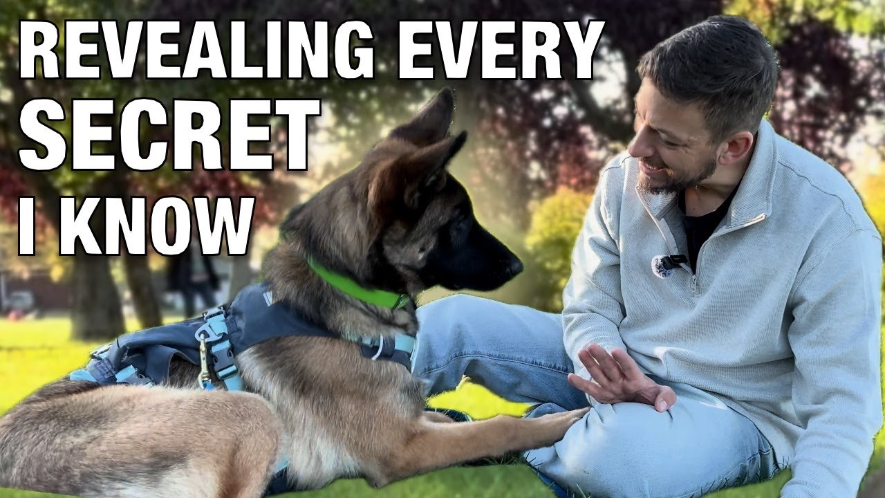 How to Train ANY Dog to Lie Down Before This Video Ends