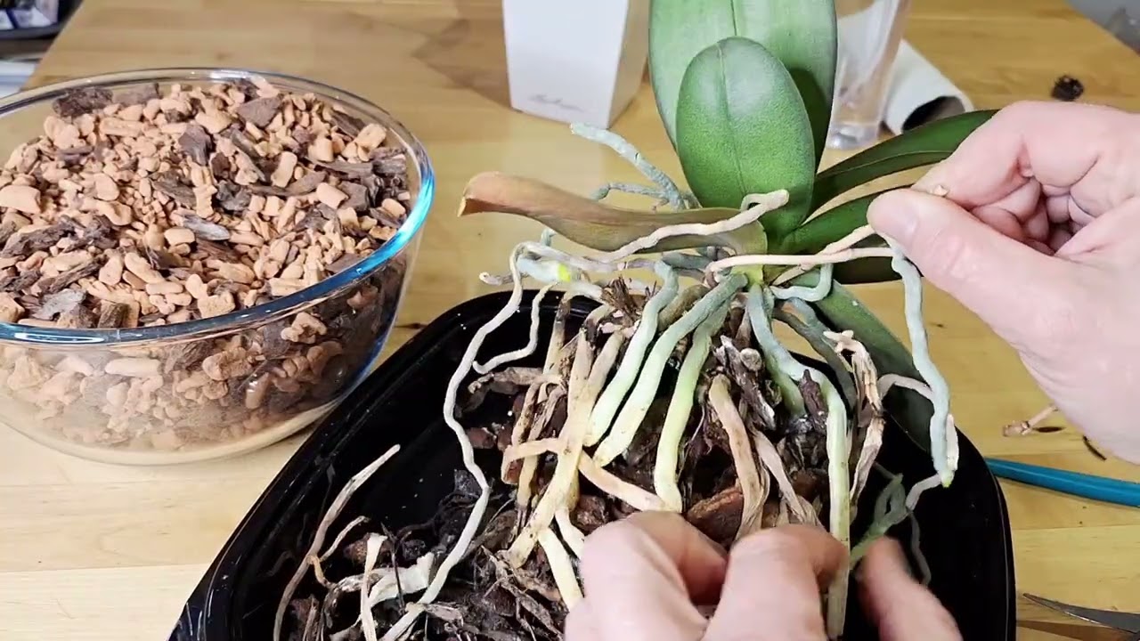 Orchideen umtopfen Teil II 10.2025