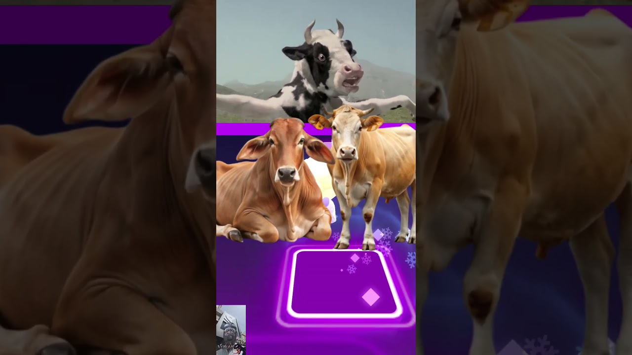 Funny Cow🐄 🆚 Funny Bull 🦬🆚Funny Cow🐄  🆚 Funny Buffalo🐃Tiles Hop EDM Rush🎶 #tileshop​​ #coffindance​