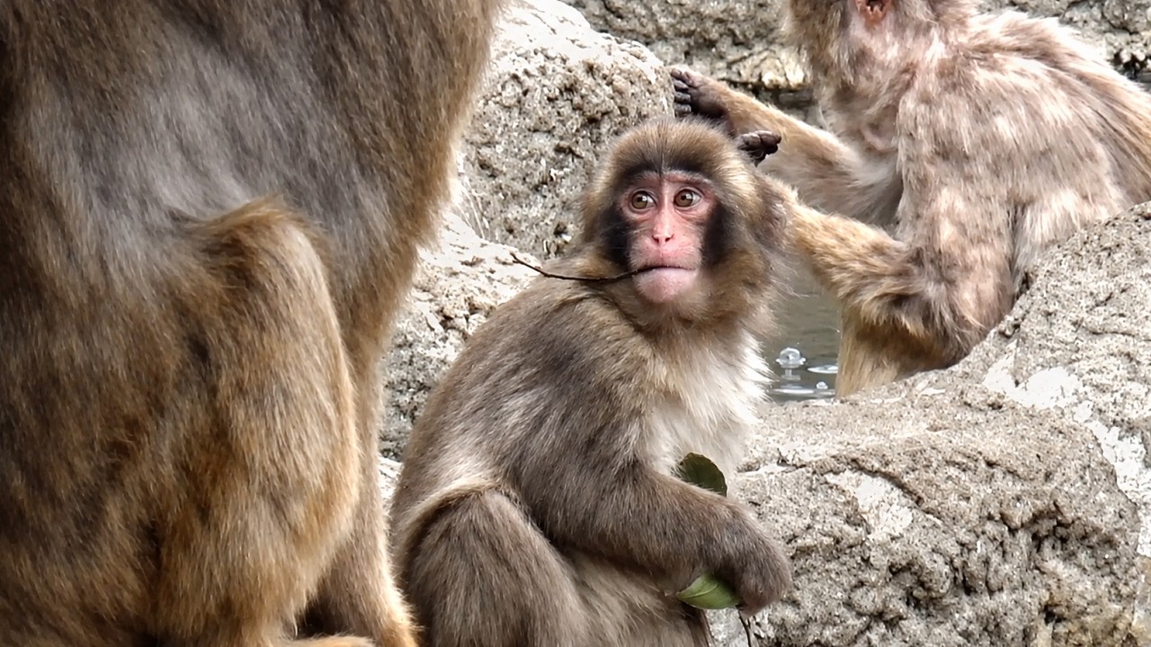 &ldquo;Move!&rdquo; Alpha Monkey Scares Punch&hellip; Heartbreaking Reaction