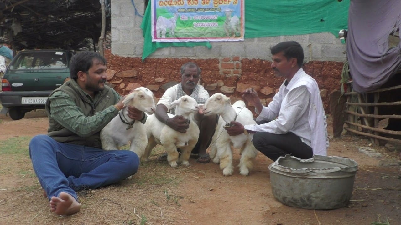 Bandur Sheep Day | Bandur Sheep Utsav | Ph No 8453426155